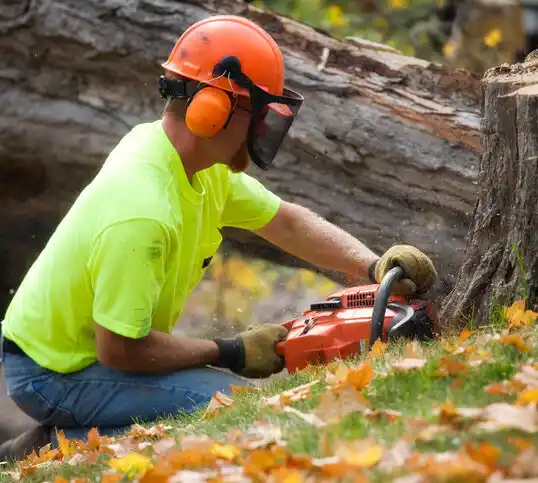 tree services Hayti